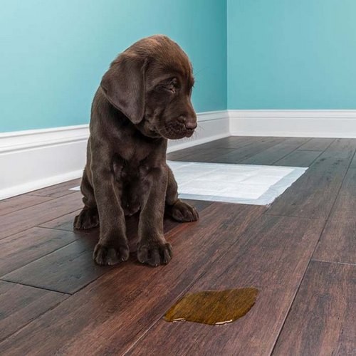 قطره تعلیم ادرار سگ puppy trainer