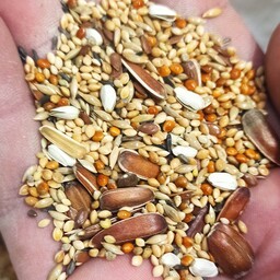 غذای کامل عروس هلندی سلکتیو