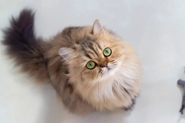 نگاه گربه