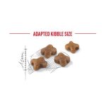 غذای بچه گربه رویال کنین royal canin kitten dry 2
